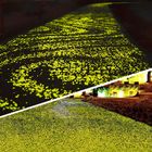 Sarı Dekoratif Balık Tankı Aydınlık Bahçe Çakılları Kuvars Yüzey